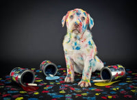 Backdrop - Dark Grey Portrait Backdrop