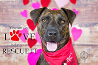 Backdrop - Heritage Planks