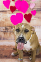 Backdrop - Heritage Planks Combo