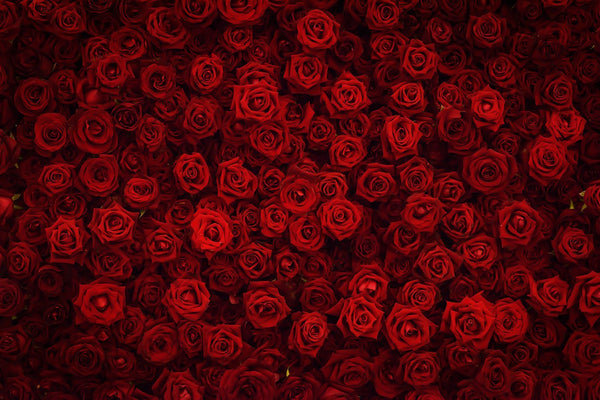 Backdrop - Red Roses Flower Wall Background