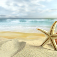Sea Shells By The Sea Shore