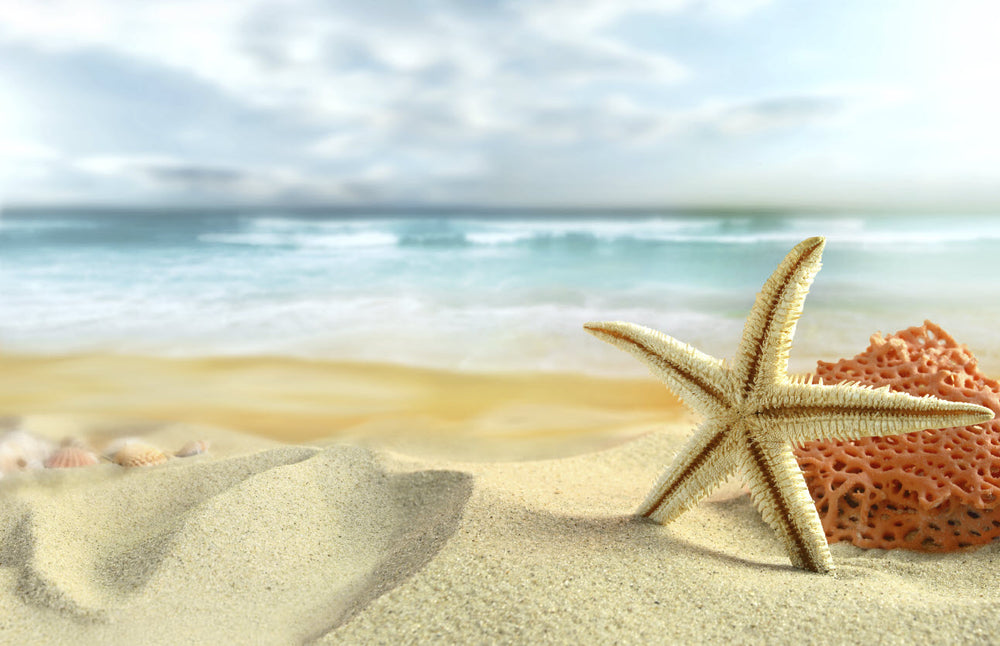 Sea Shells By The Sea Shore