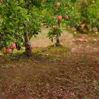 Backdrop - Apple Orchard