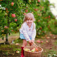 Backdrop - Apple Orchard