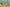 Backdrop - Australian Animal Background