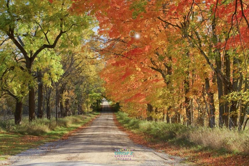Backdrop - Autumn Road