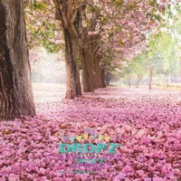 Backdrop - Cherry Blossom Trees