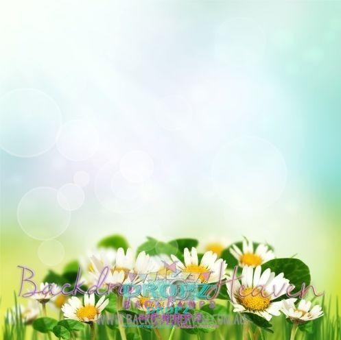 Backdrop - Daisy Fields