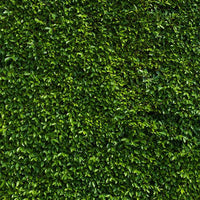 Backdrop - Green Leaves Garden Hedge