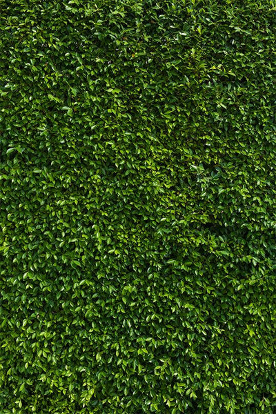 Backdrop - Green Leaves Garden Hedge