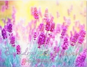 Backdrop - Lavender Field