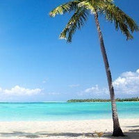 Backdrop - Palm Tree Beach