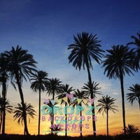 Backdrop - Palm Tree Sunset Beach