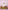 Backdrop - Plain Solid Color Lilac Rose