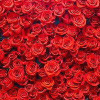 Backdrop - Red Rose Photography Background