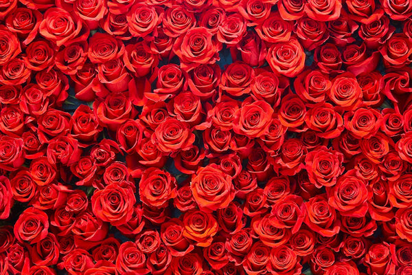 Backdrop - Red Rose Photography Background