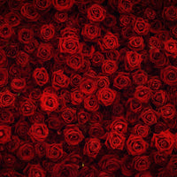 Backdrop - Red Roses Flower Wall Background