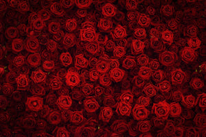 Backdrop - Red Roses Flower Wall Background