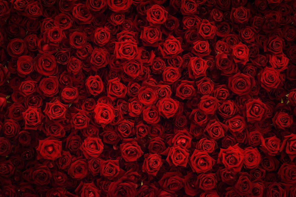Backdrop - Red Roses Flower Wall Background