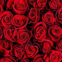 Backdrop - Red Roses Photography Backdrops