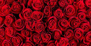 Backdrop - Red Roses Photography Backdrops