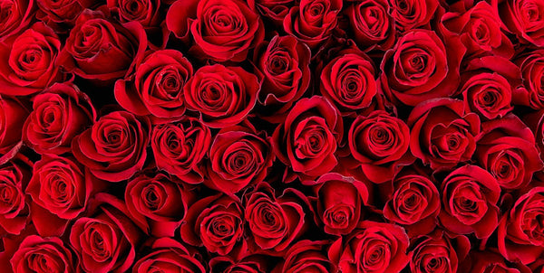 Backdrop - Red Roses Photography Backdrops