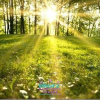 Backdrop - Sunny Day Field