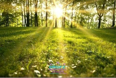 Backdrop - Sunny Day Field