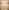 Backdrop - Wide Oak