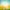 Photography Backdrop - Yellow Tulips Flowers